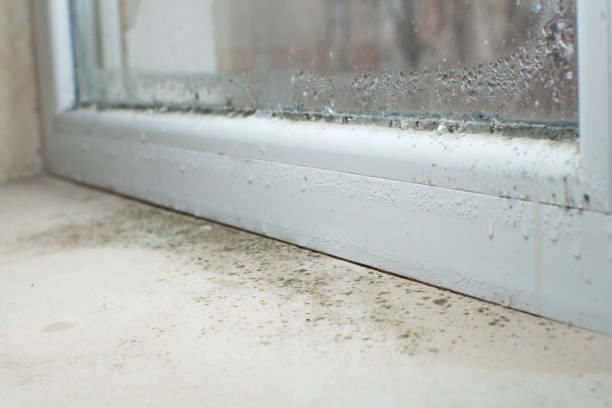 Trusted Inverness, CA Mold Removal Experts